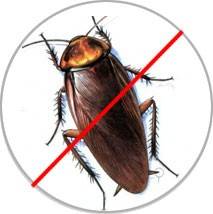 Cockroach Pest Control Cockroach Pest Control