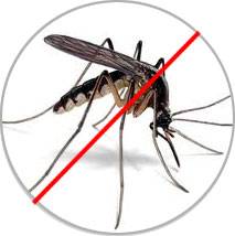 Mosquitoes Pest Control Mosquitoes Pest Control