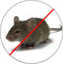 Rodent Pest Control Rodent Pest Control