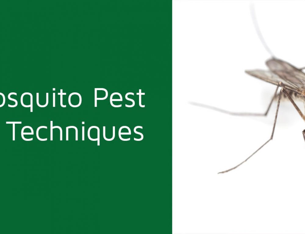 Home Insects SM Pest Effective Pest Control Services in Whole