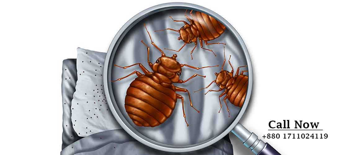 bed-bugs-control-service-in-cheap-price-sm-pest-bd