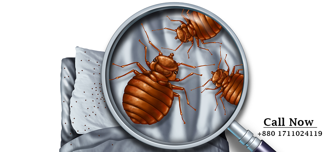 Bed Bugs Control Services in dhaka Bangladesh