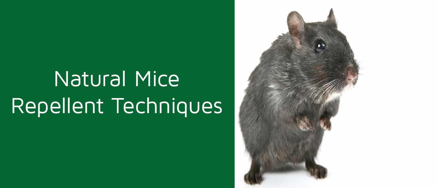 Naturally Repel Mice Your Home Naturally Repel Mice Your Home