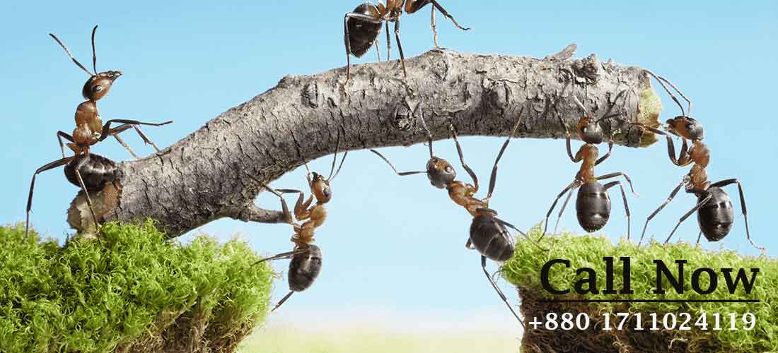 Ant Pest Control Dhaka Bangladesh