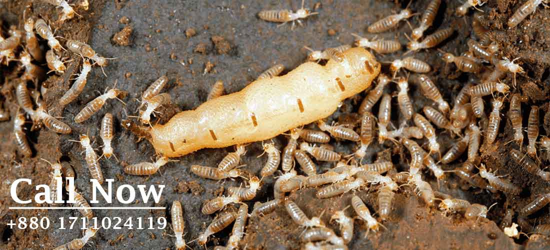 Termite Pest Control Dhaka and chattogram 