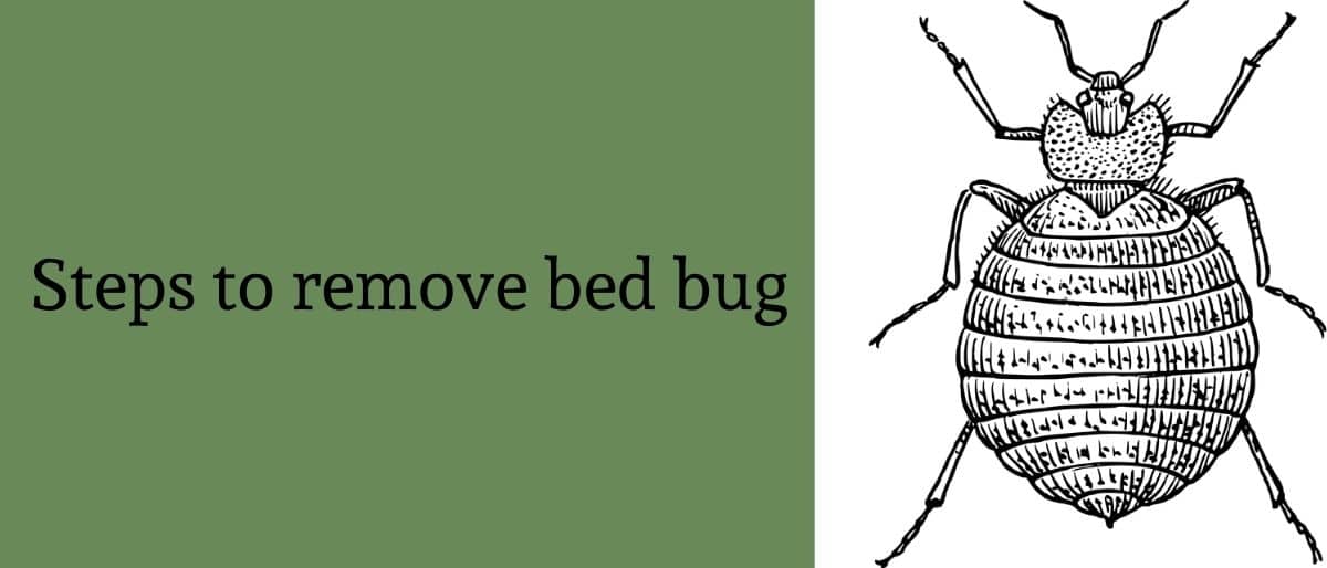 Bed Bugs Control Archives SM Pest Control Best Pest Control