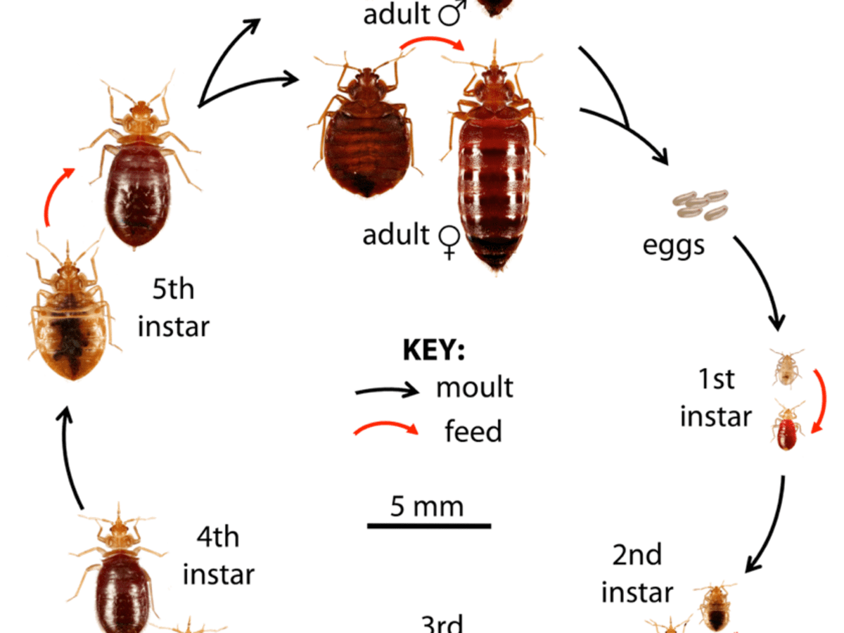 Can Pest Control Kill Bed Bugs SM Pest Control Best Pest Control Services in Dhaka