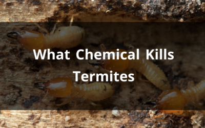 What Chemical Kills Termites