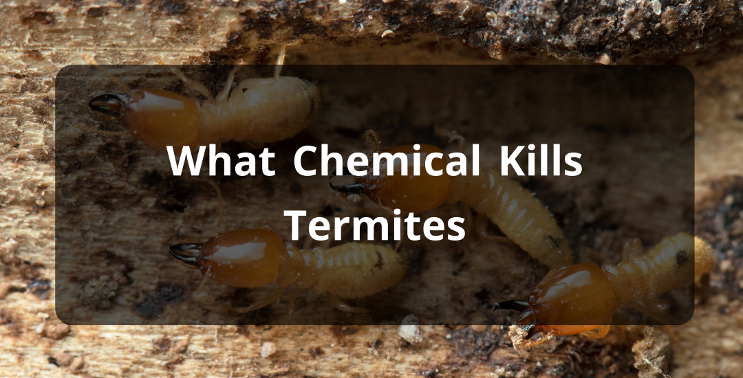 What Chemical Kills Termites