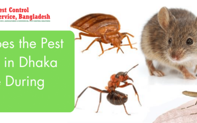 Why does the pest problem in Dhaka increase during summer?