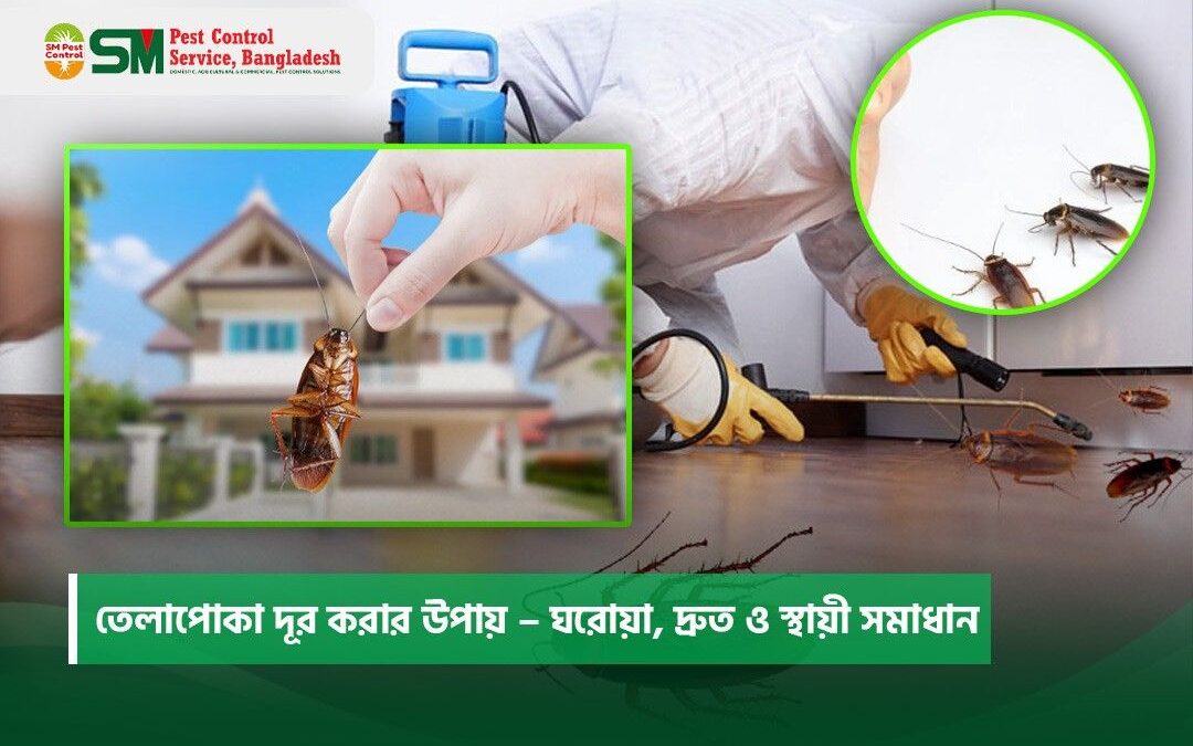 তেলাপোকা দূর করার উপায়