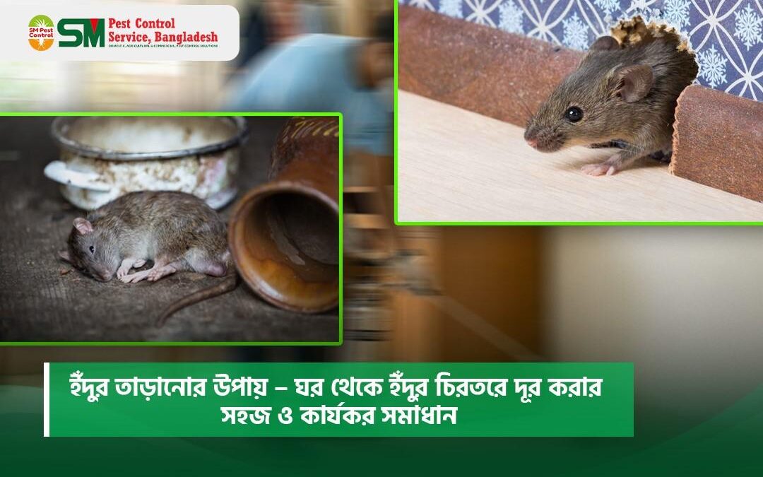 ইঁদুর তাড়ানোর উপায় – ঘর থেকে ইঁদুর চিরতরে দূর করার সহজ ও কার্যকর সমাধান
