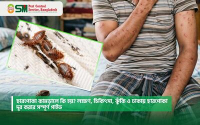 ছারপোকা কামড়ালে কি হয়? লক্ষণ, চিকিৎসা, ঝুঁকি ও ঢাকায় ছারপোকা দূর করার সম্পূর্ণ গাইড