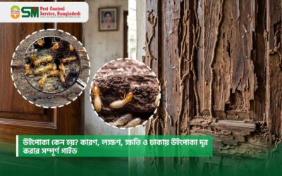 উইপোকা কেন হয়? কারণ, লক্ষণ, ক্ষতি ও ঢাকায় উইপোকা দূর করার সম্পূর্ণ গাইড