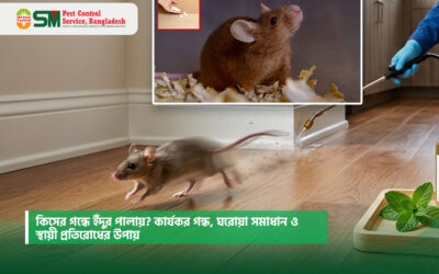 কিসের গন্ধে ইঁদুর পালায়? কার্যকর গন্ধ, ঘরোয়া সমাধান ও স্থায়ী প্রতিরোধের উপায়