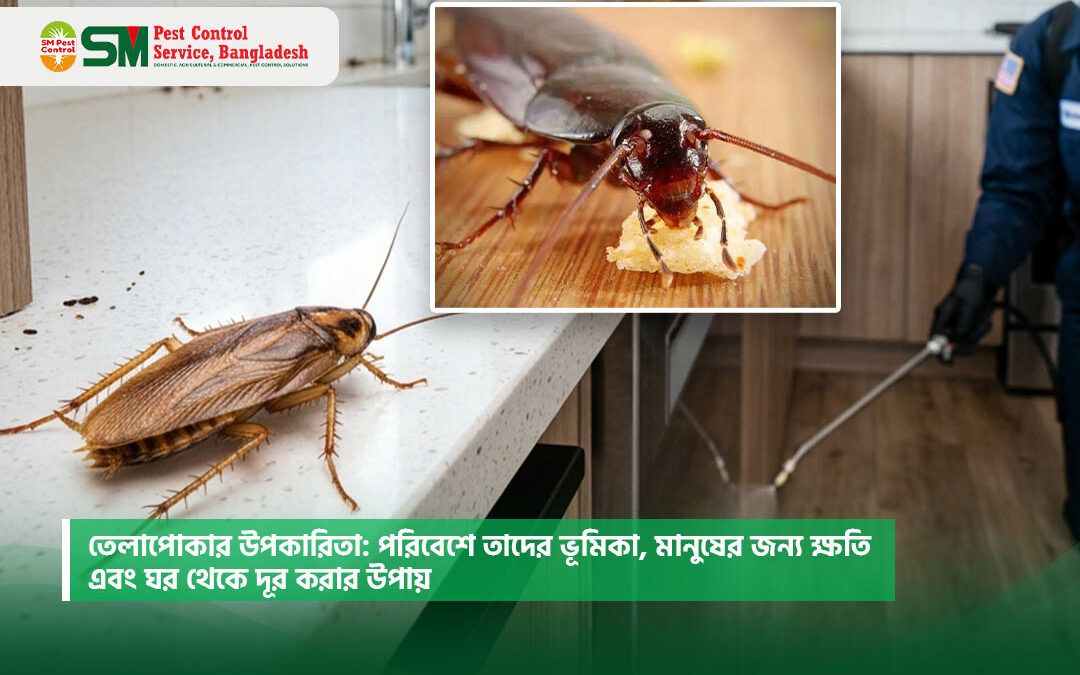 তেলাপোকার উপকারিতা: পরিবেশে তাদের ভূমিকা, মানুষের জন্য ক্ষতি এবং ঘর থেকে দূর করার উপায়